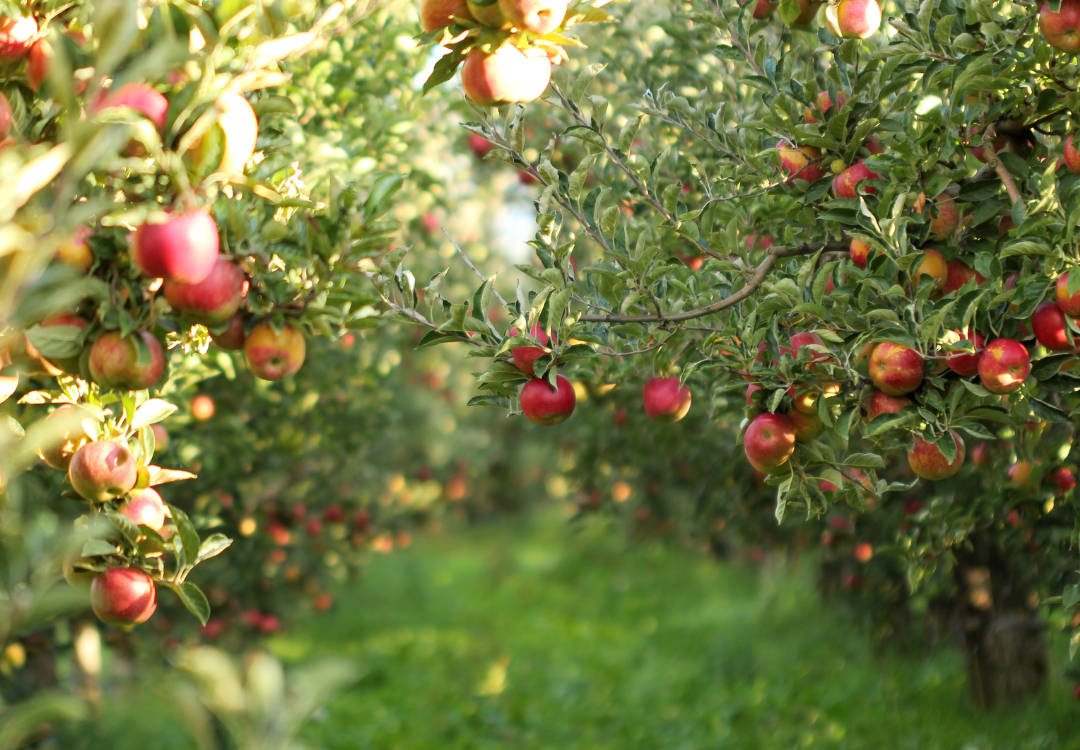 An Apple a Day… The Great British Cider Trends Shaping 2022