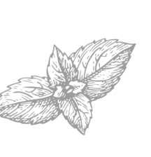 Mint leaf
